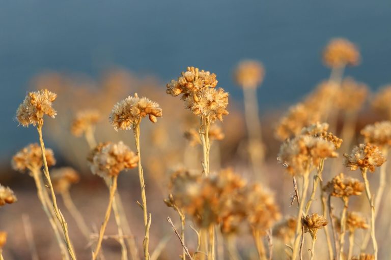 Gedroogde bloemen Gele en bruine gedroogde bloemen staan tegen een wazige achtergrond van de lucht.