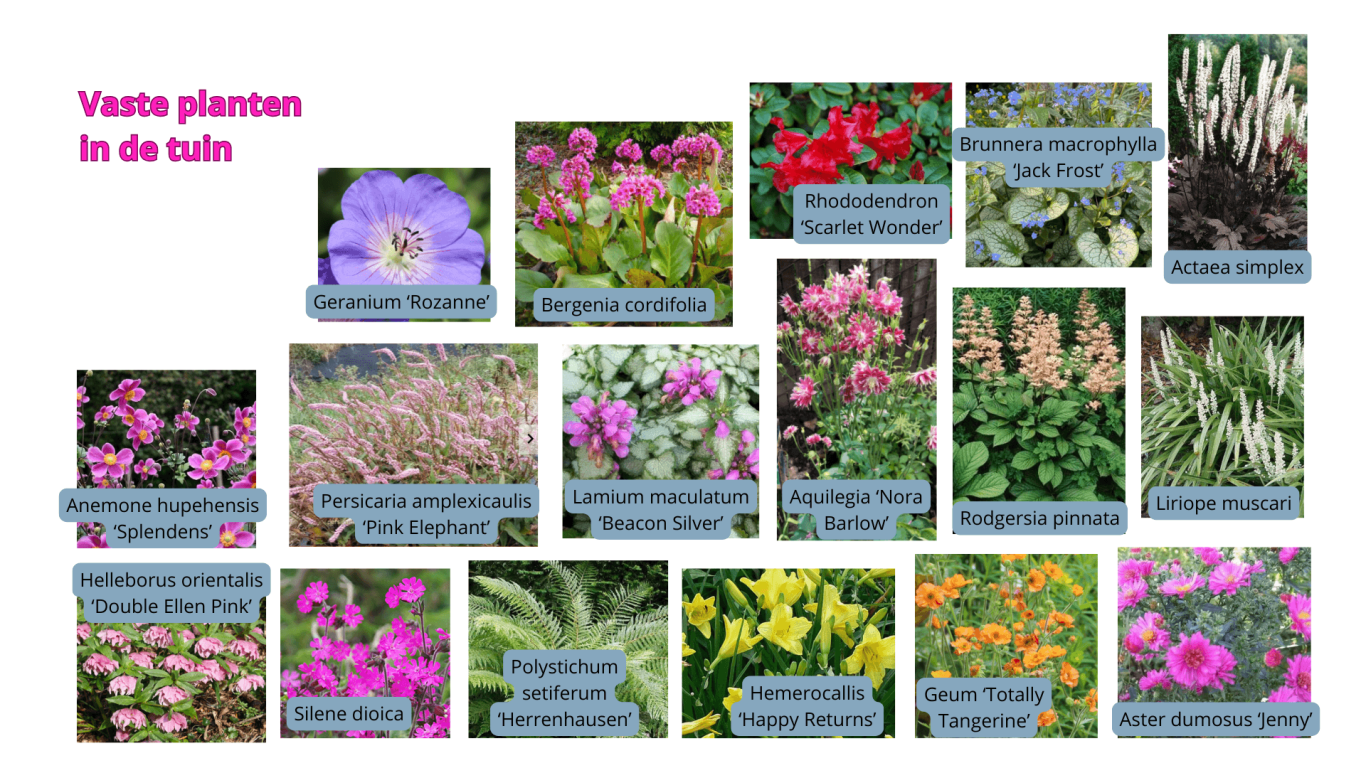 Overzicht van planten die gebruikt worden in een beplantingsplan. Een overzicht van diverse vaste planten met bijschriften voor identificatie.